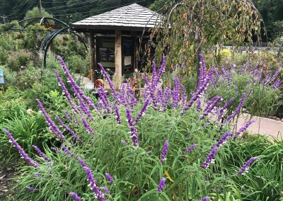 Photos | Lake Lure Flowering Bridge