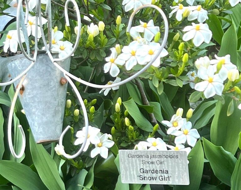 Franklin Tree Garden
