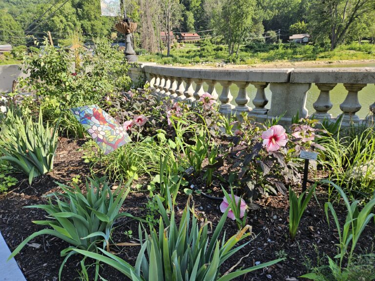 Forget Me Not Garden